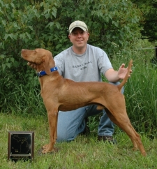Cisco - 2008 Vizsla Club of MI Amateur Gun Dog of the Year