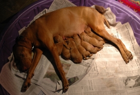 Nena-Cisco Newborn Puppies