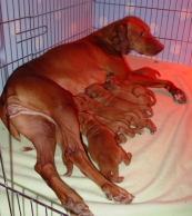 Rio Pups Nursing 1 week
