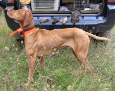 Bailey - Grouse & Woodcock Hunting - Michigan 2010