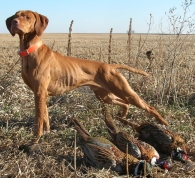 Bailey - South Dakota 2009