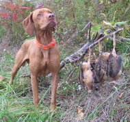 Bailey - Woodcock Limit - October 2009