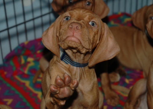 "Gabi" (Nena-Cisco) Waving Hello