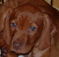 Nico 8 weeks