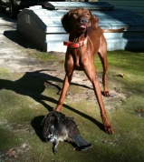 Remi Moskal's First Grouse