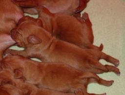 Rio Pups Nursing 1 week