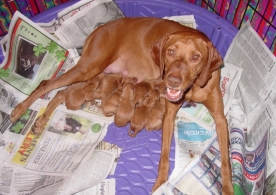 Rio & Pups - Day 1