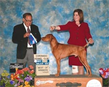 Sitka - BOW - May 2015 - Coronado Kennel Club