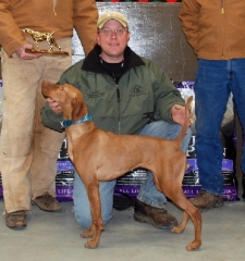 Tricky - 2nd Runner Up - 2010 Midwest Vizsla Futurity